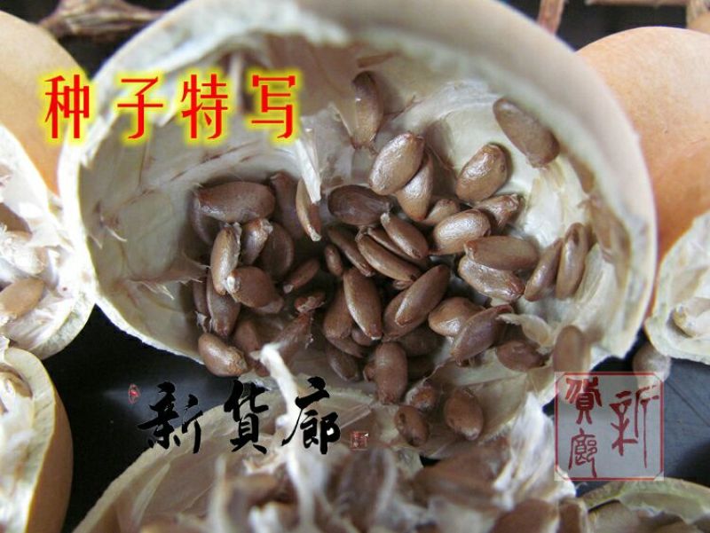 葫芦种子