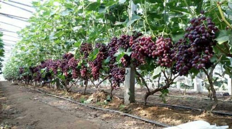 夏黑葡萄苗1年30cm以下
