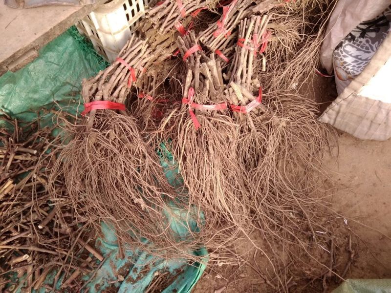 夏黑葡萄苗1年30cm以下