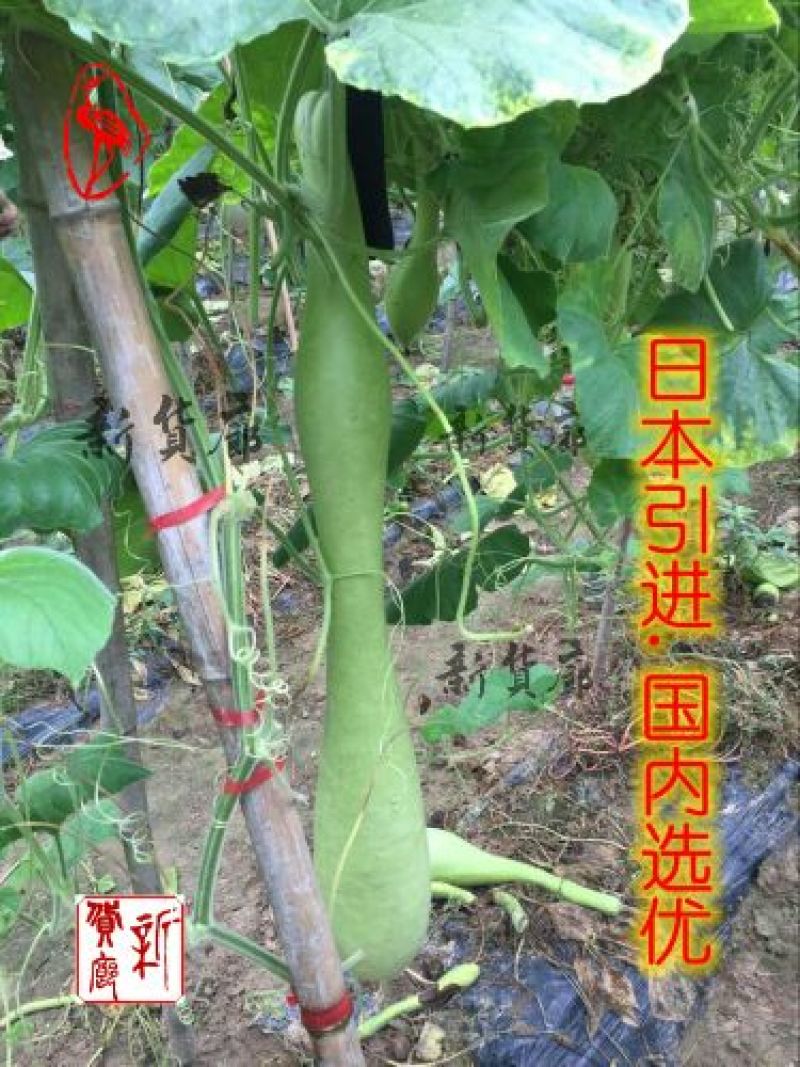 葫芦种子