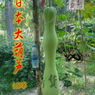 葫芦种子
