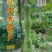 葫芦种子