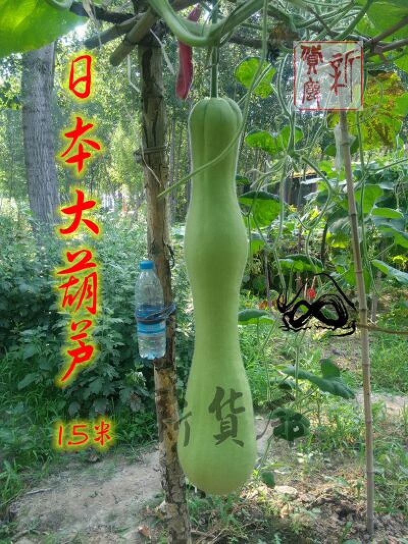 葫芦种子