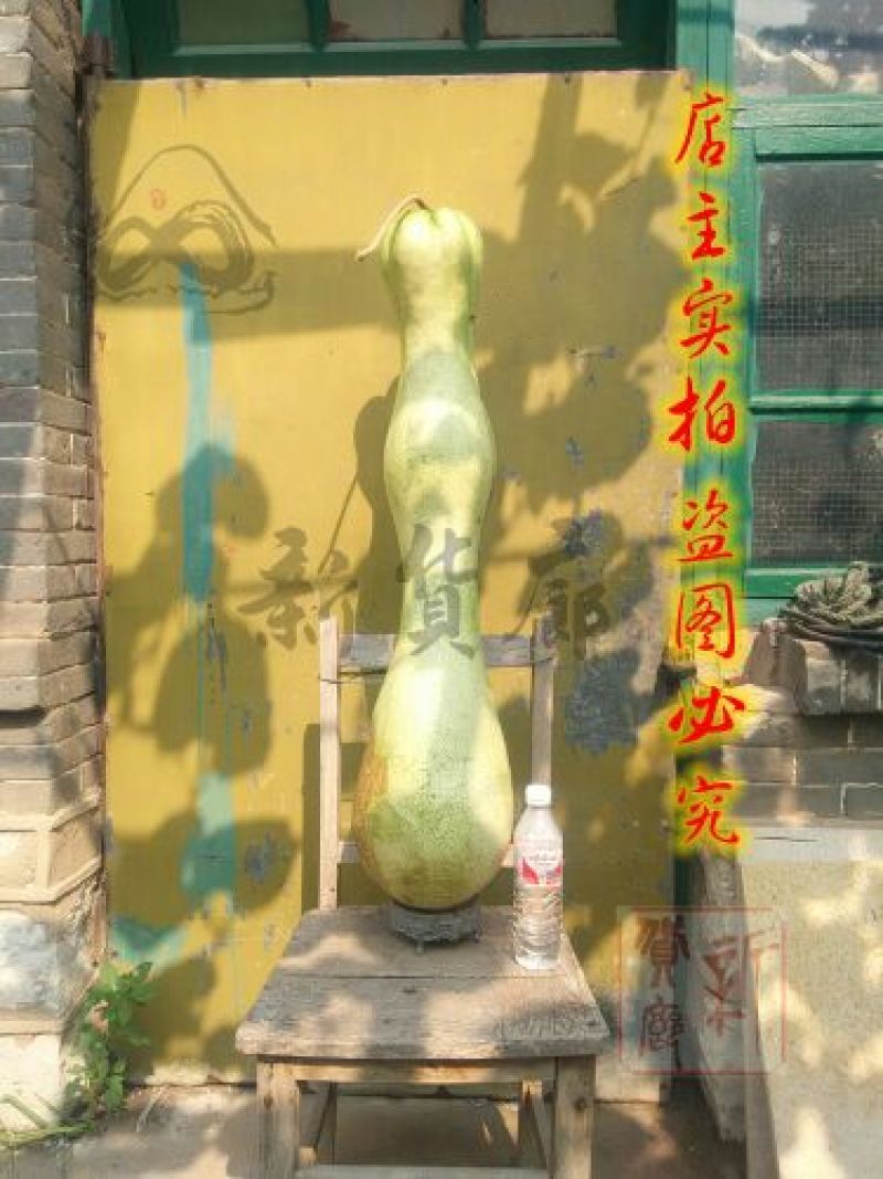 葫芦种子