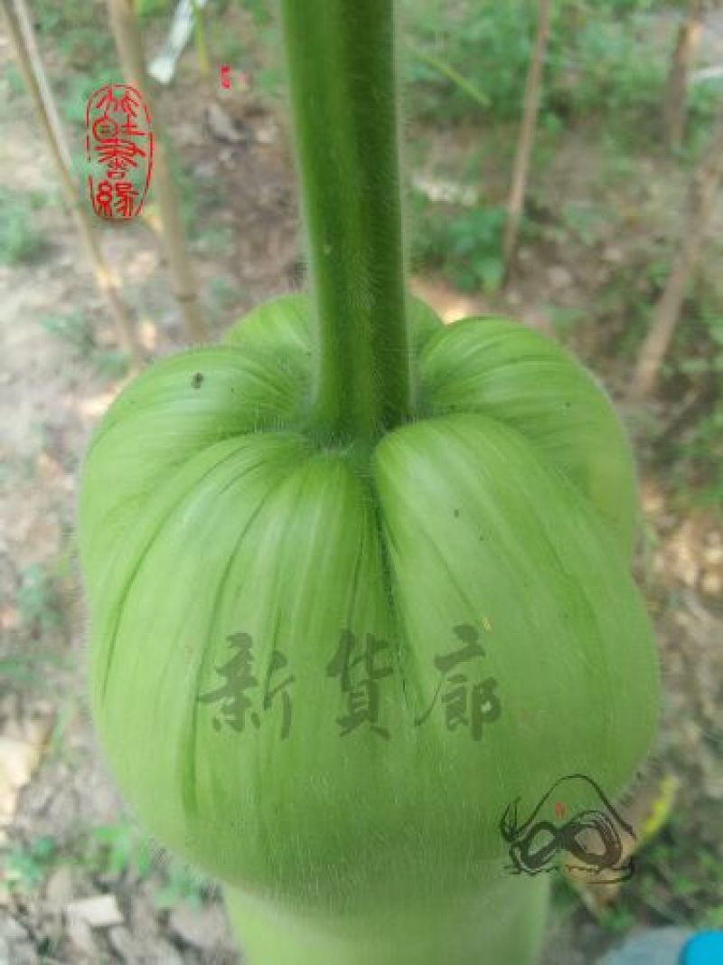 葫芦种子