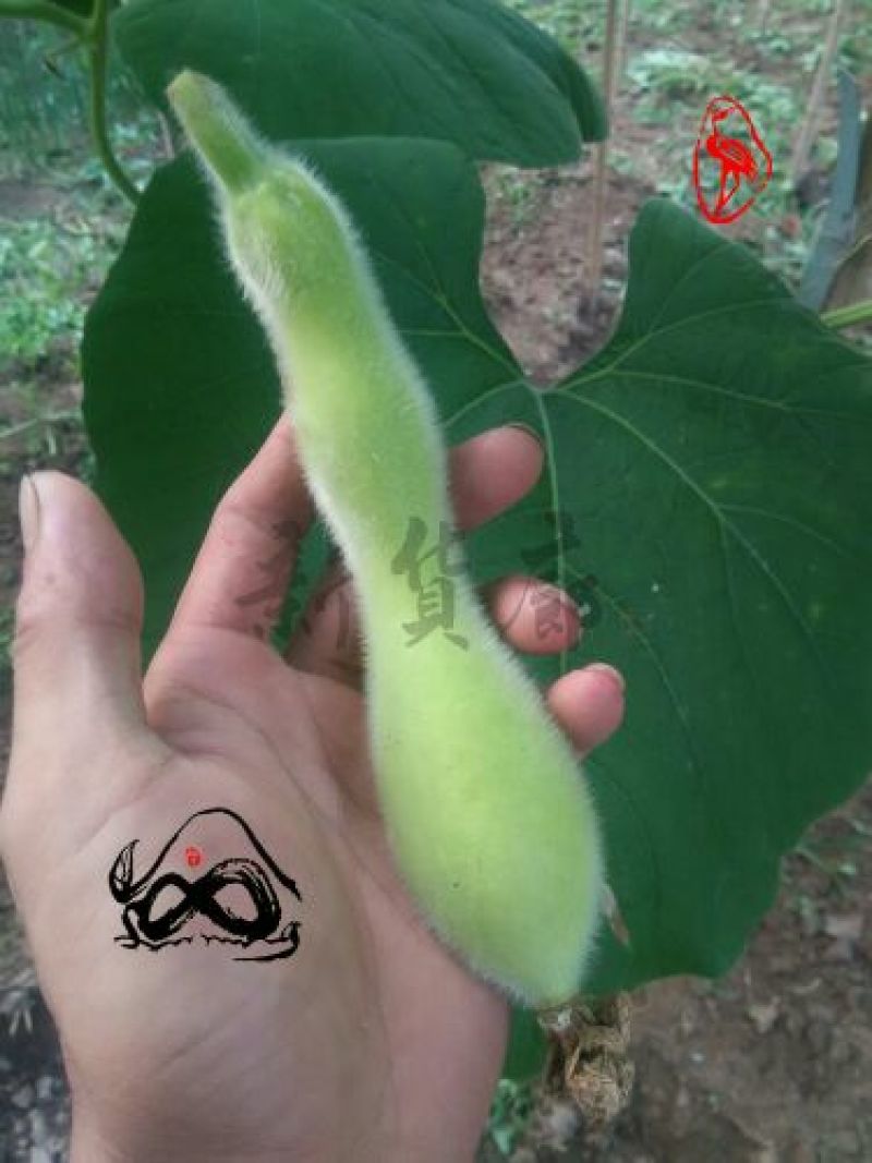 葫芦种子