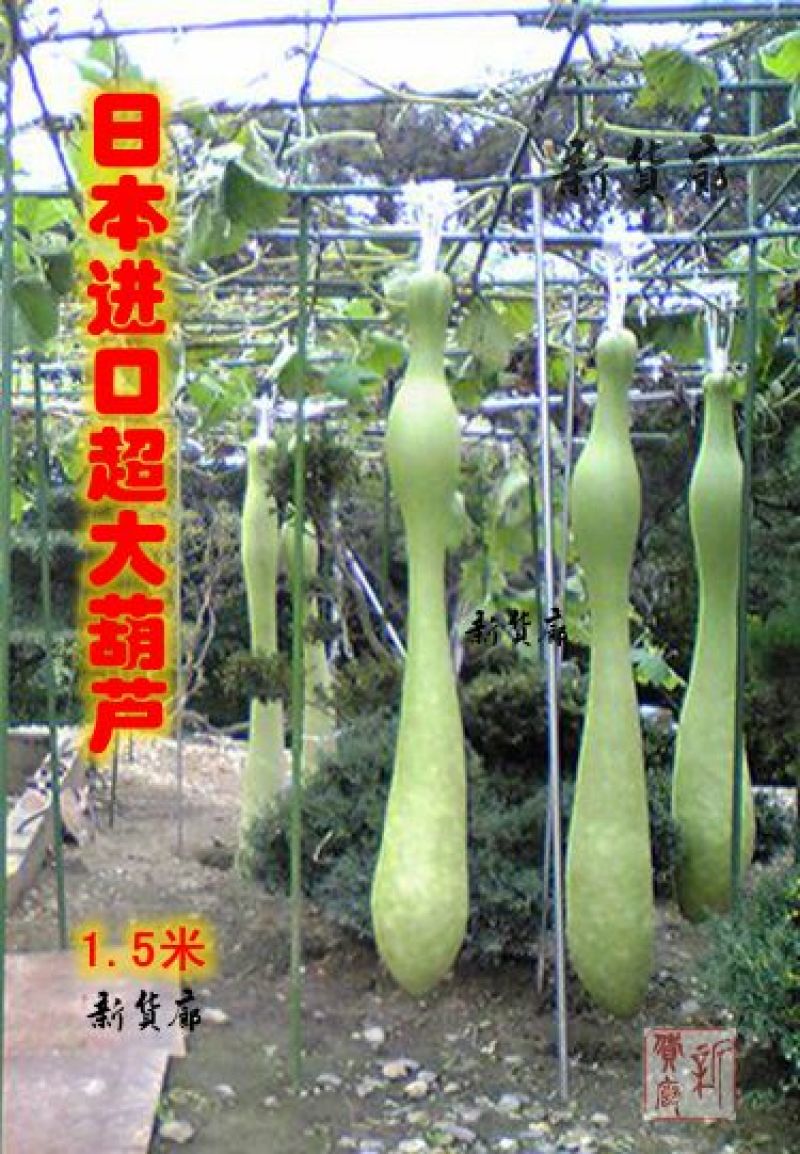 葫芦种子