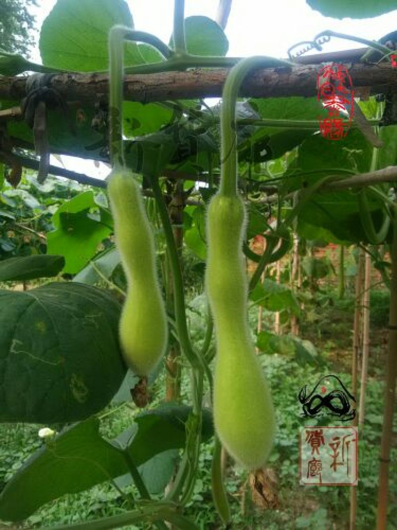 葫芦种子