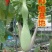 葫芦种子