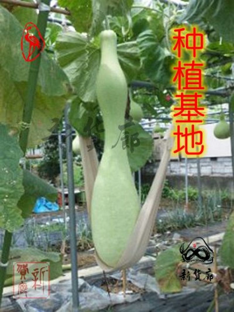 葫芦种子