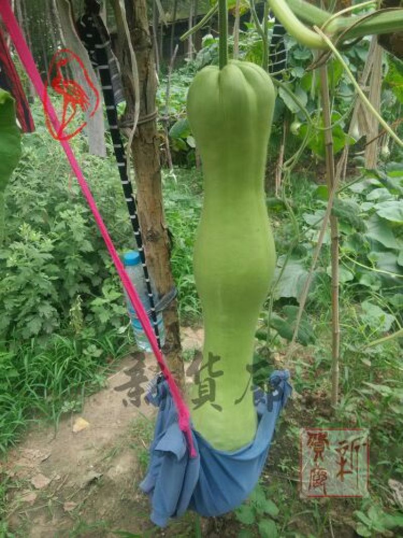 葫芦种子