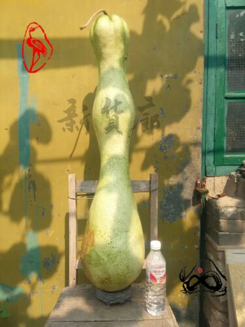 葫芦种子