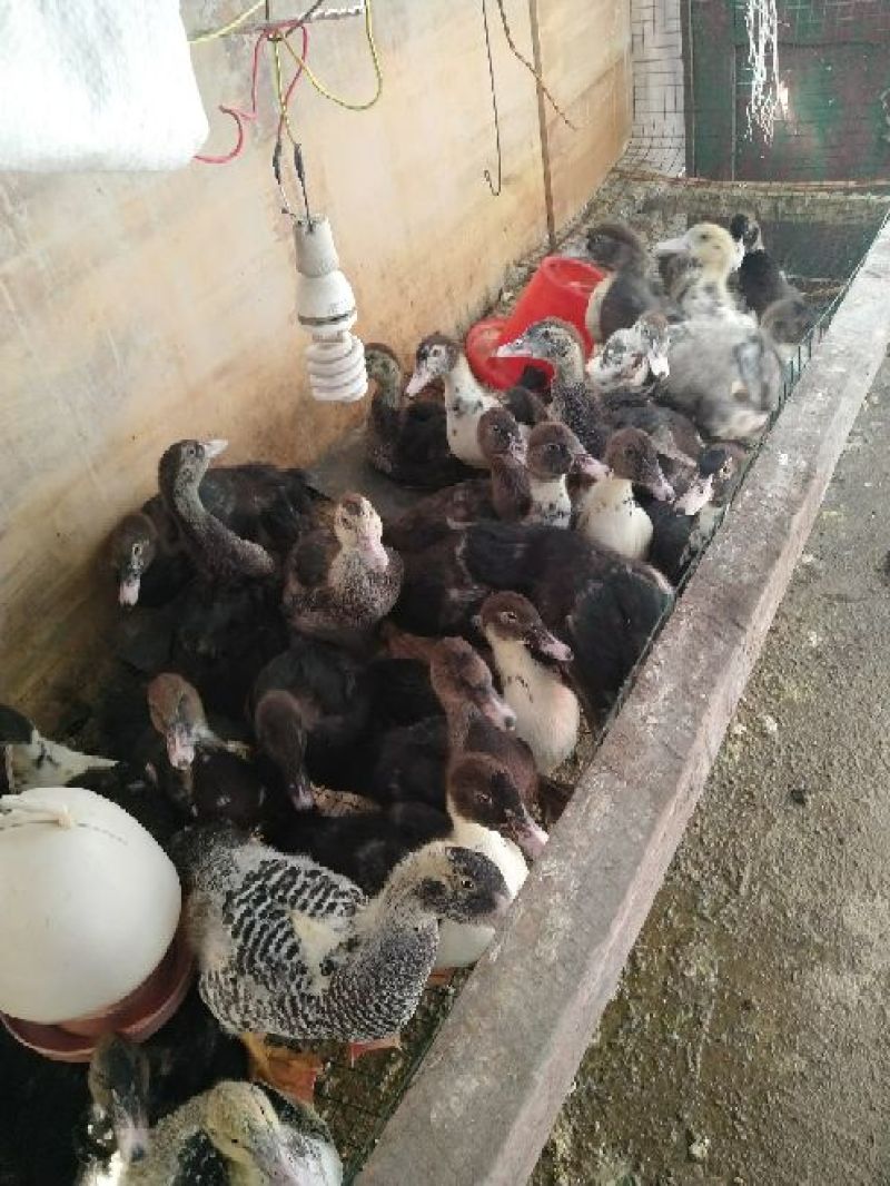 火鸭肉鸭