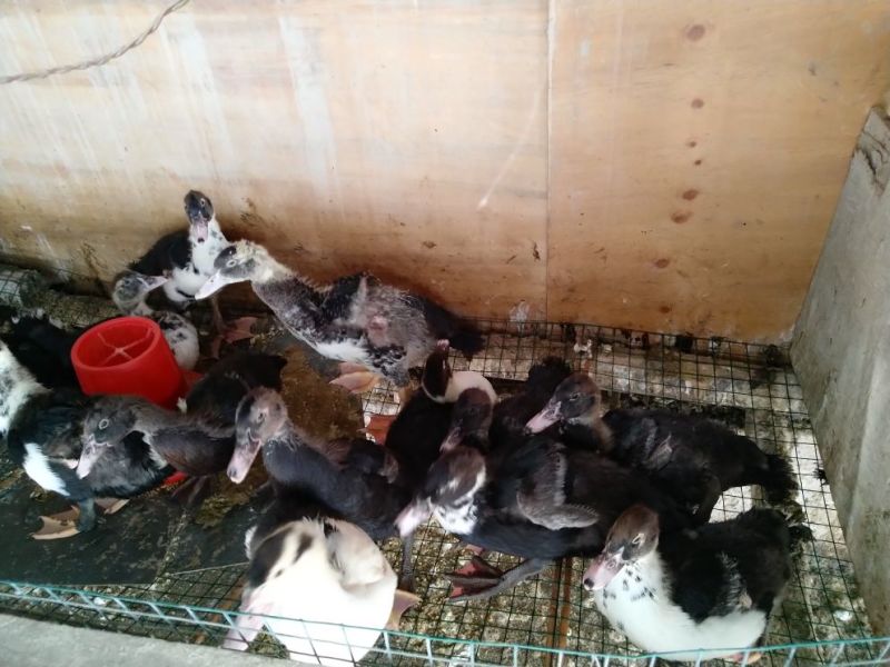 火鸭肉鸭