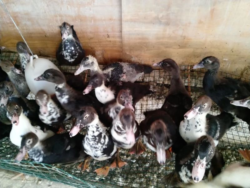 火鸭肉鸭