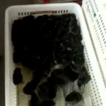 绿壳蛋鸡苗出壳苗35~45克雌