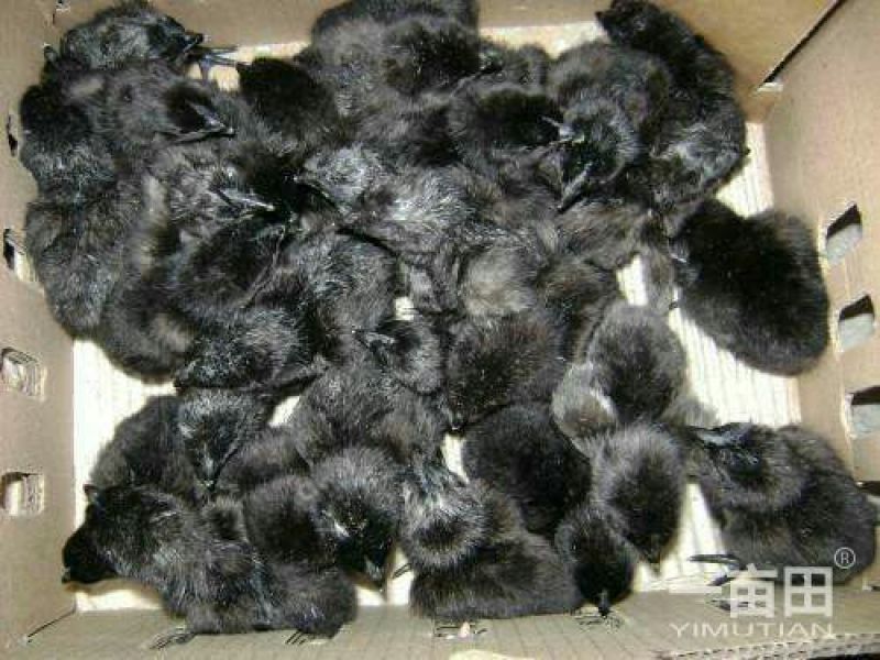 绿壳蛋鸡苗出壳苗35~45克雌