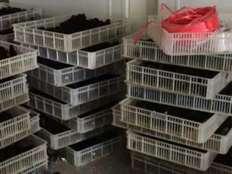 绿壳蛋鸡苗出壳苗35~45克雌