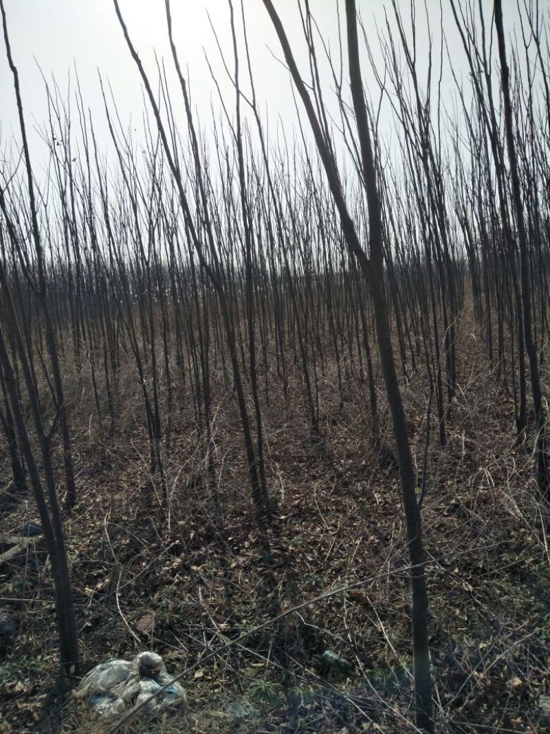 黄山栾树6~8cm4~6cm3~3.5米