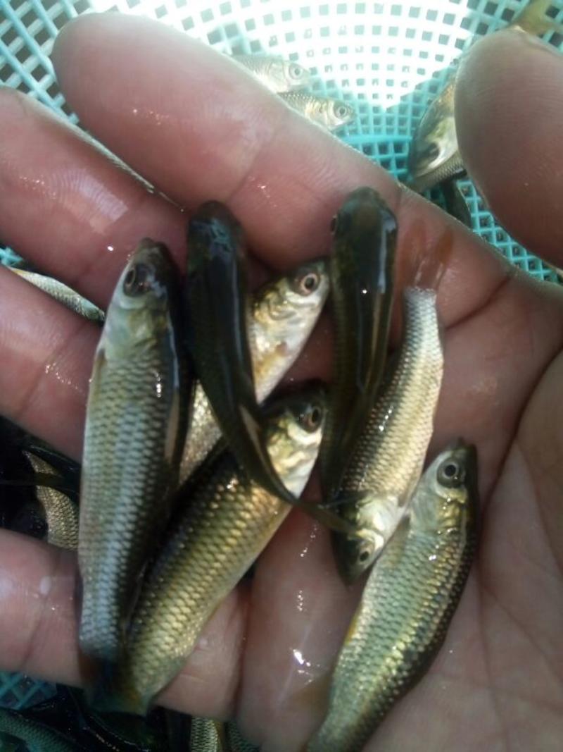 鱼场直供优质草鱼苗，抗病毒强，皮毛5~8cm人工养殖