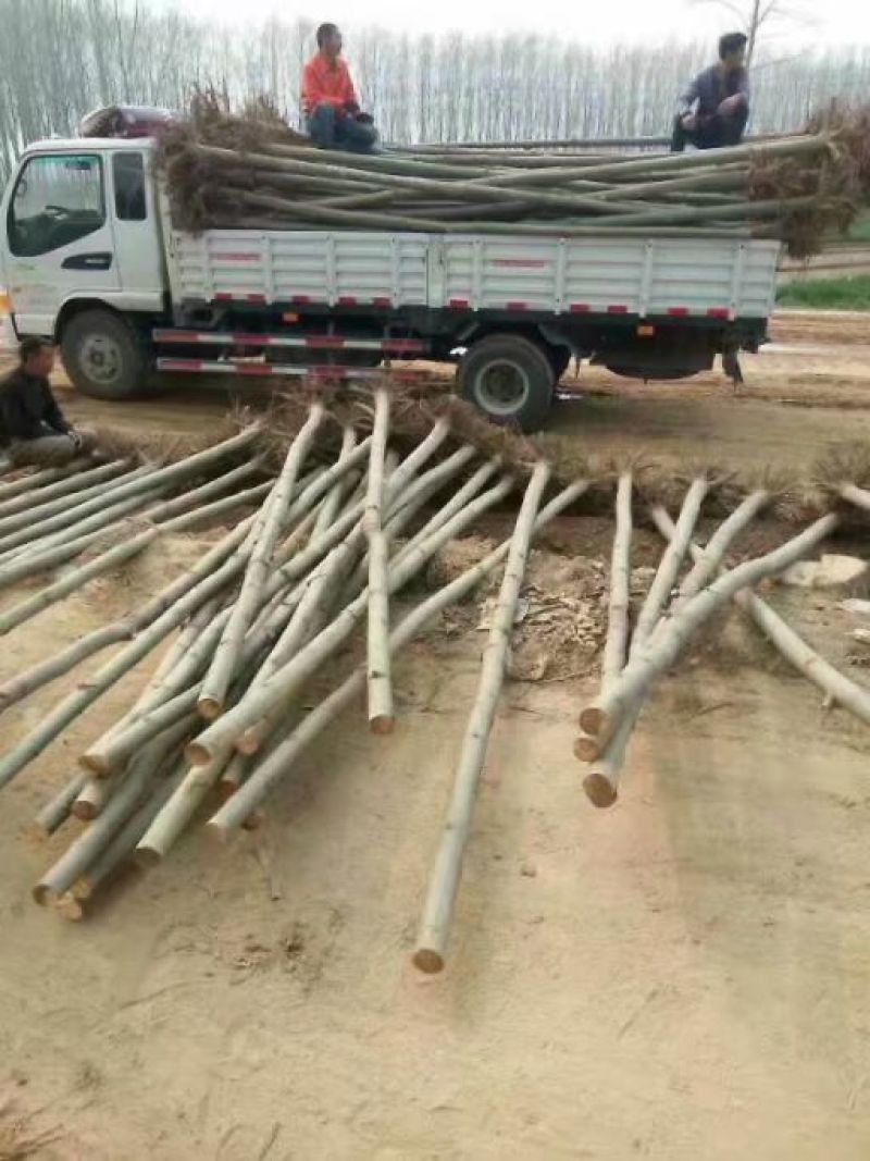 法桐供应10公分-15公分-30公分规格齐全