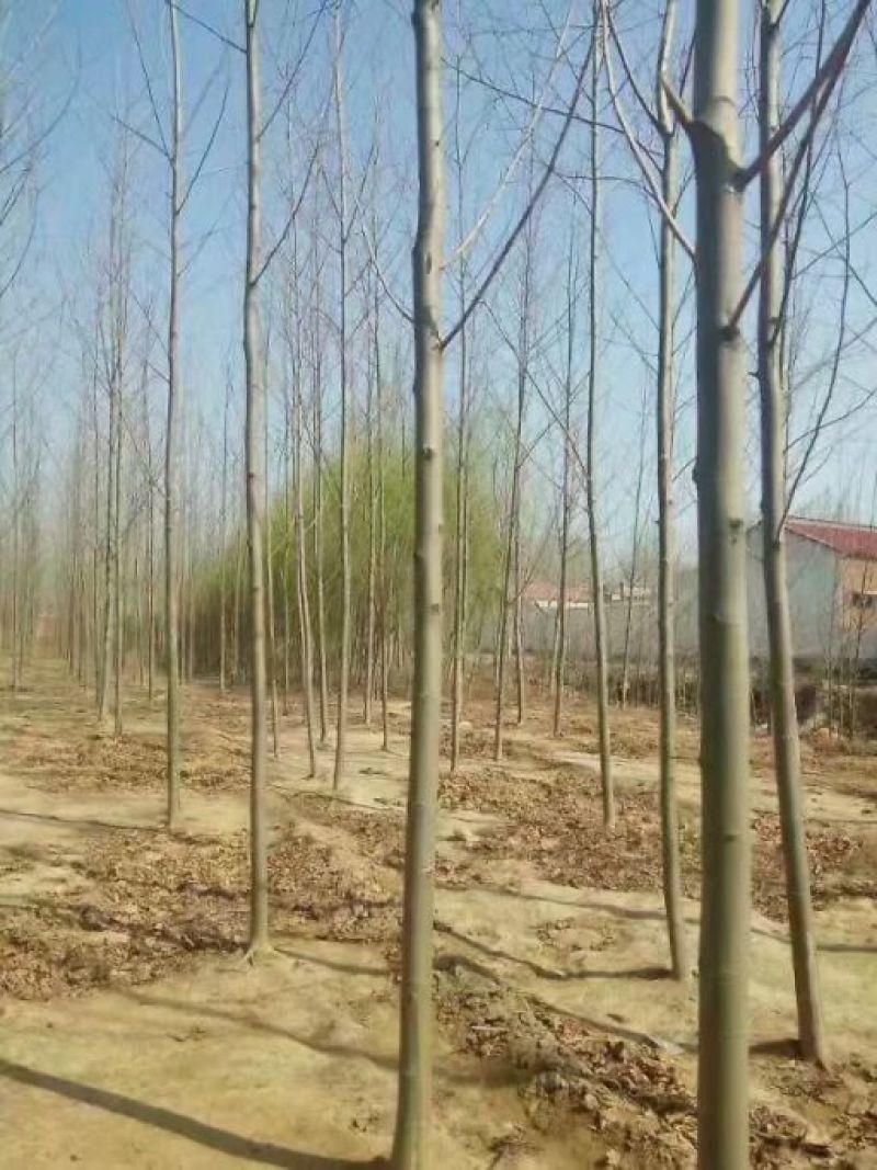 法桐供应10公分-15公分-30公分规格齐全
