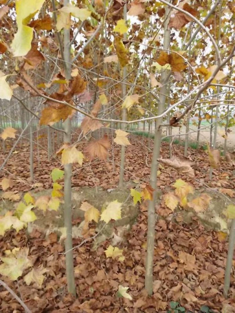 法桐供应10公分-15公分-30公分规格齐全