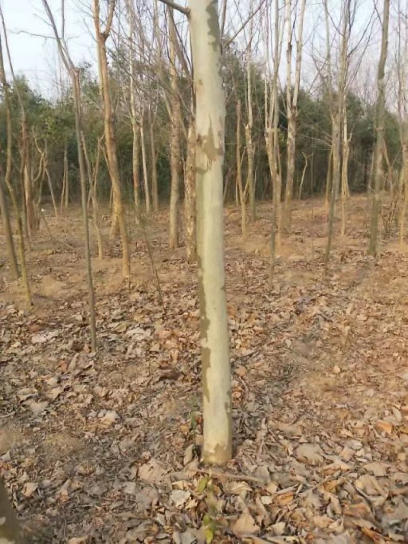 法桐供应10公分-15公分-30公分规格齐全