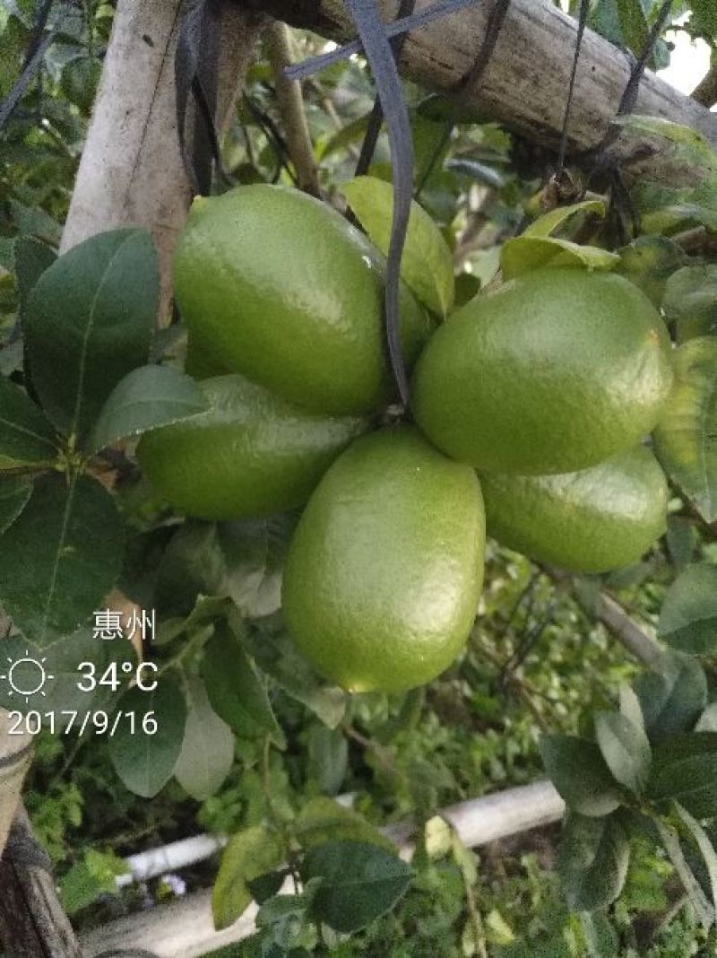 香水柠檬3.3~4.5两