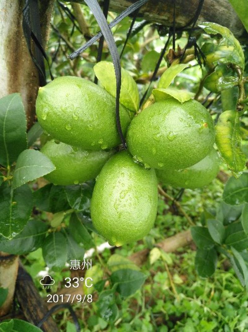 香水柠檬3.3~4.5两