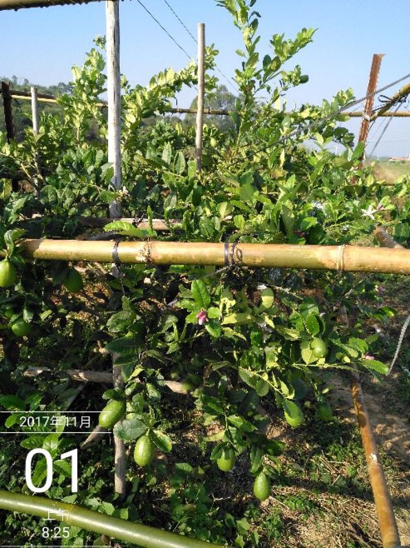 香水柠檬3.3~4.5两