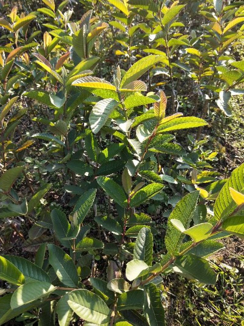 西瓜番石榴苗30~50cm