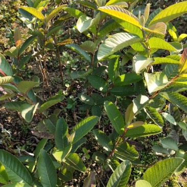 西瓜番石榴苗30~50cm