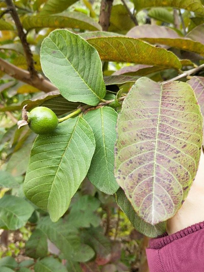西瓜番石榴苗30~50cm