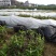 台湾红心番石榴苗30~50cm
