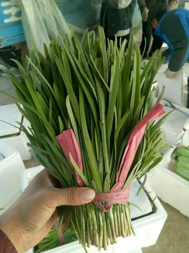 【力荐】莘县万亩韭菜大量供应实力代办对接各级客商