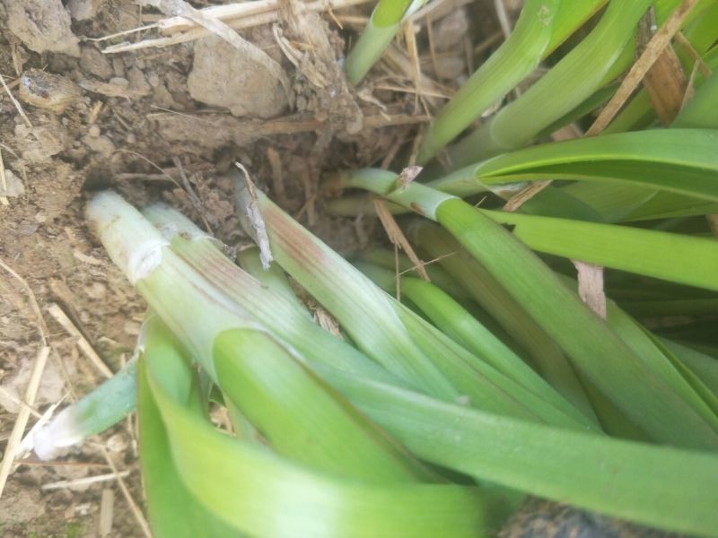 【力荐】莘县万亩韭菜大量供应实力代办对接各级客商