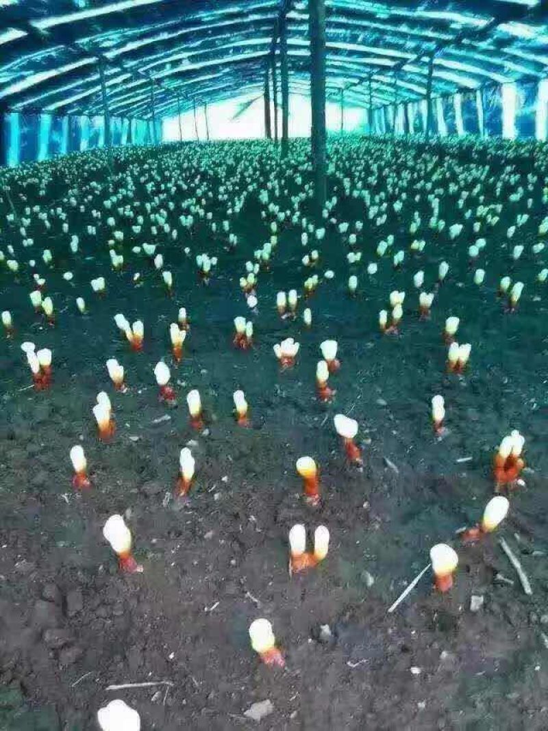 【推荐】赤芝12~15公分产地直销量大从优一件代发