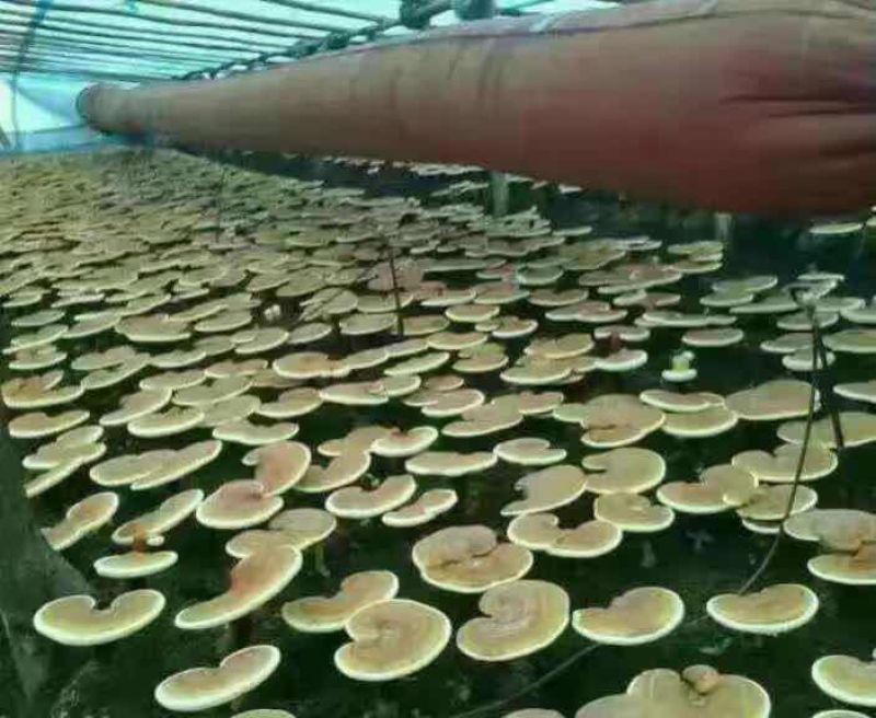 【推荐】赤芝12~15公分产地直销量大从优一件代发