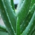 芦荟柱形20cm以上