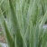 芦荟柱形20cm以上