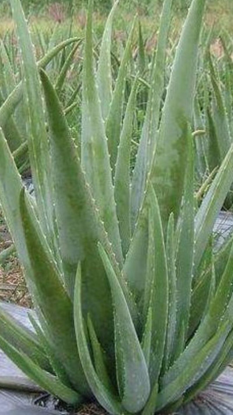 芦荟柱形20cm以上