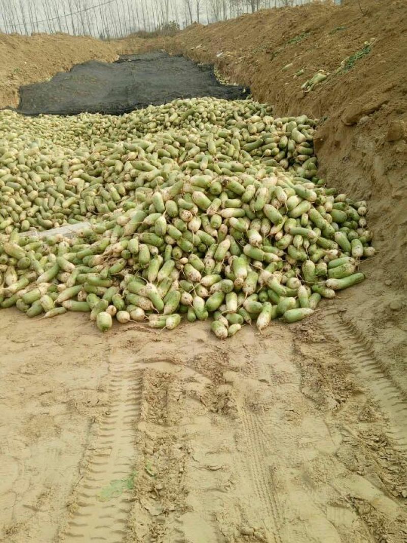 青萝卜萝卜精品青多白少1斤半左右产地直发