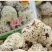 酥脆枣干枣一级