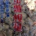 酥脆枣干枣一级