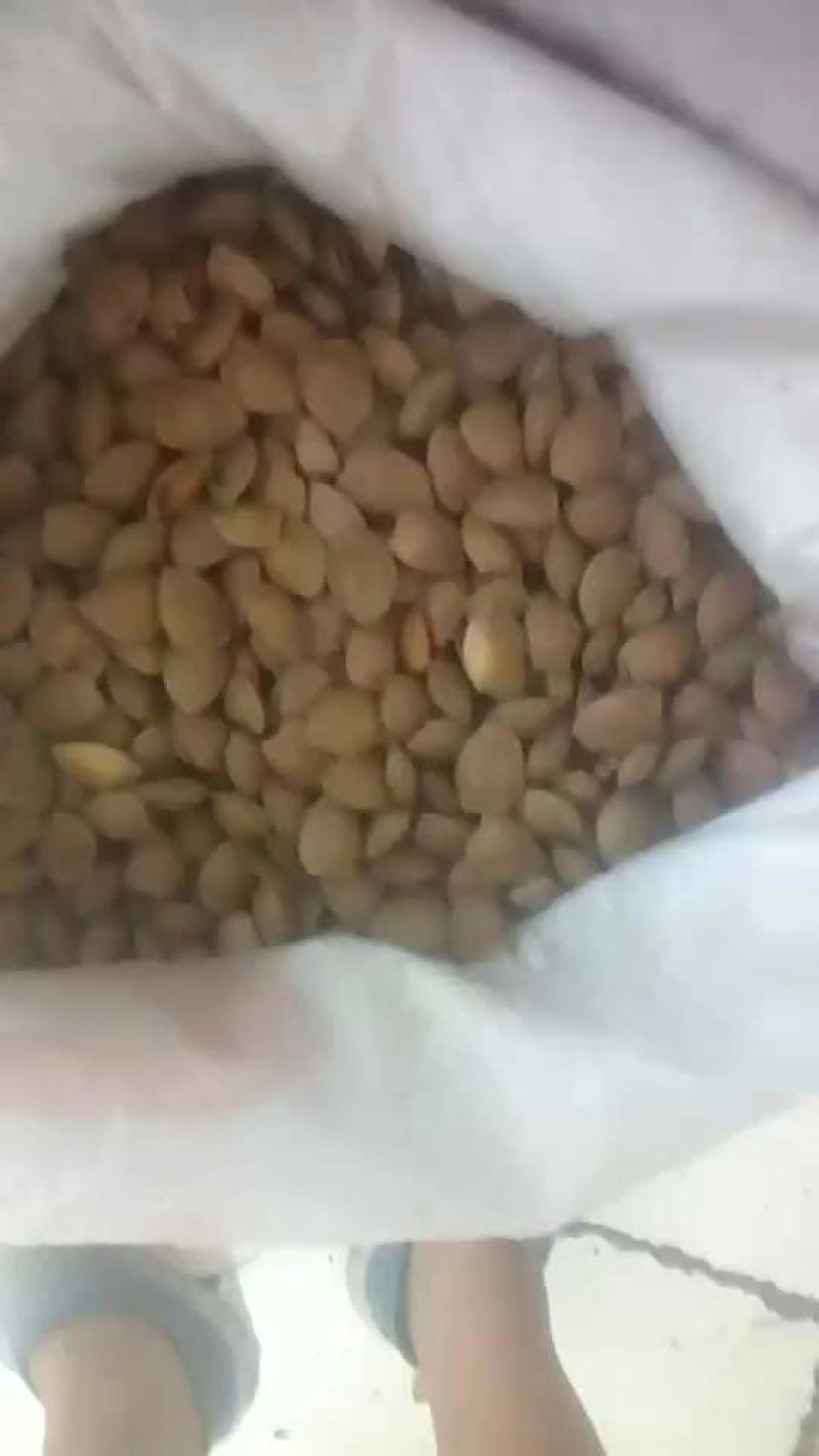 甜杏仁一级