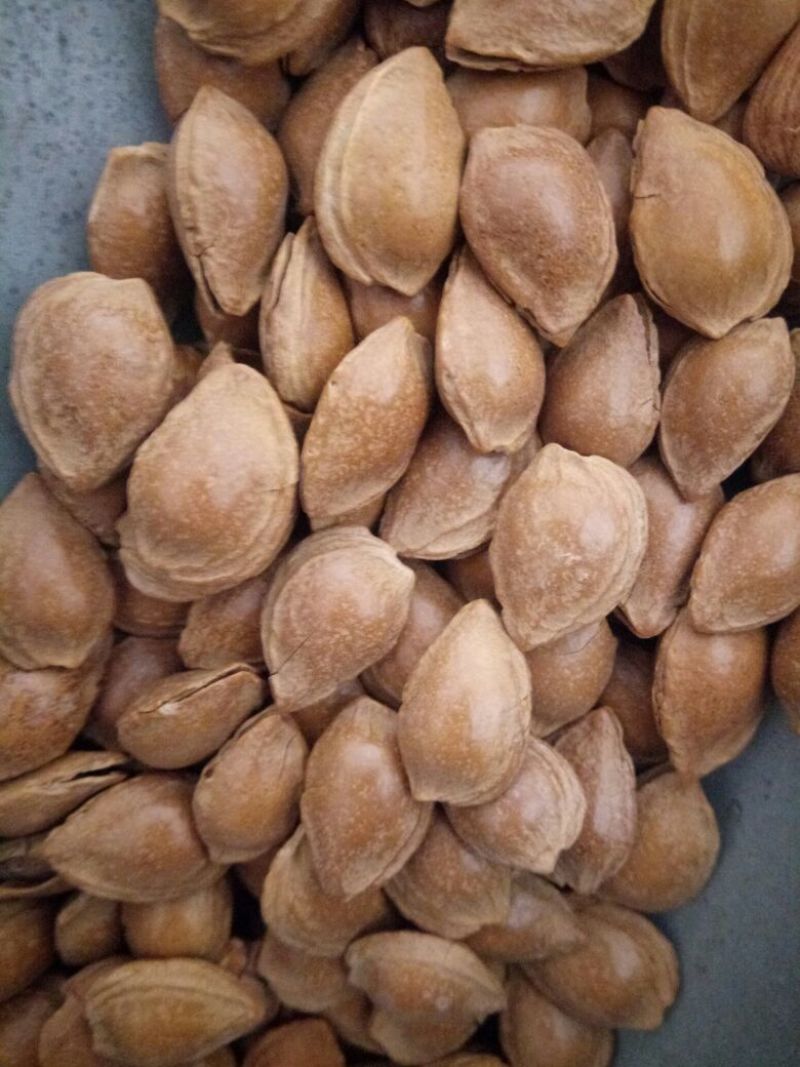 甜杏仁一级