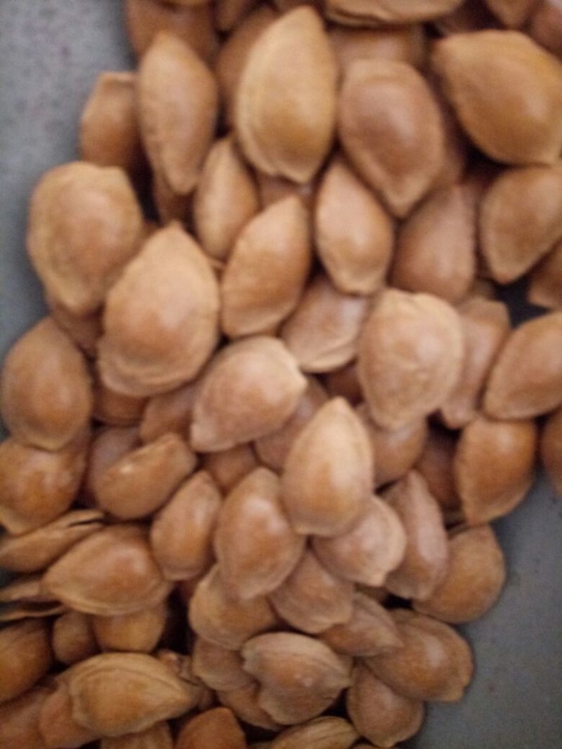 甜杏仁一级