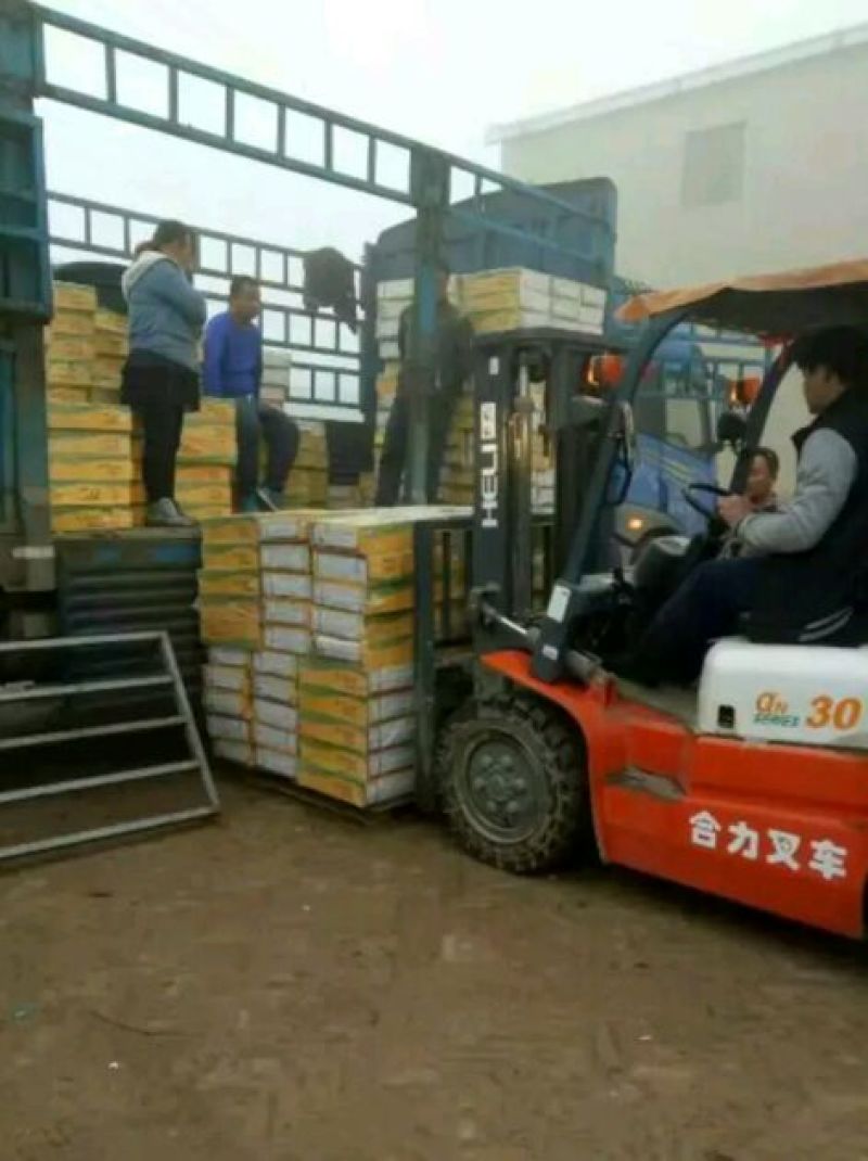 椰枣干枣一级