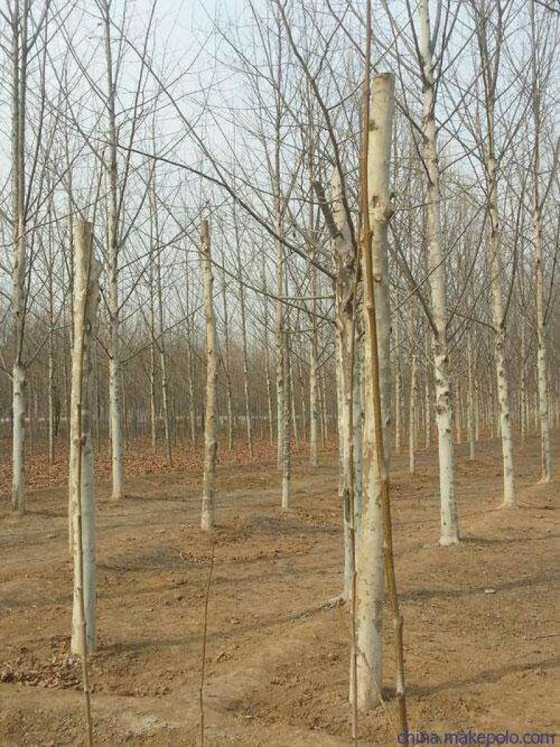 速生紫薇6~8cm1.5~2米1米以下